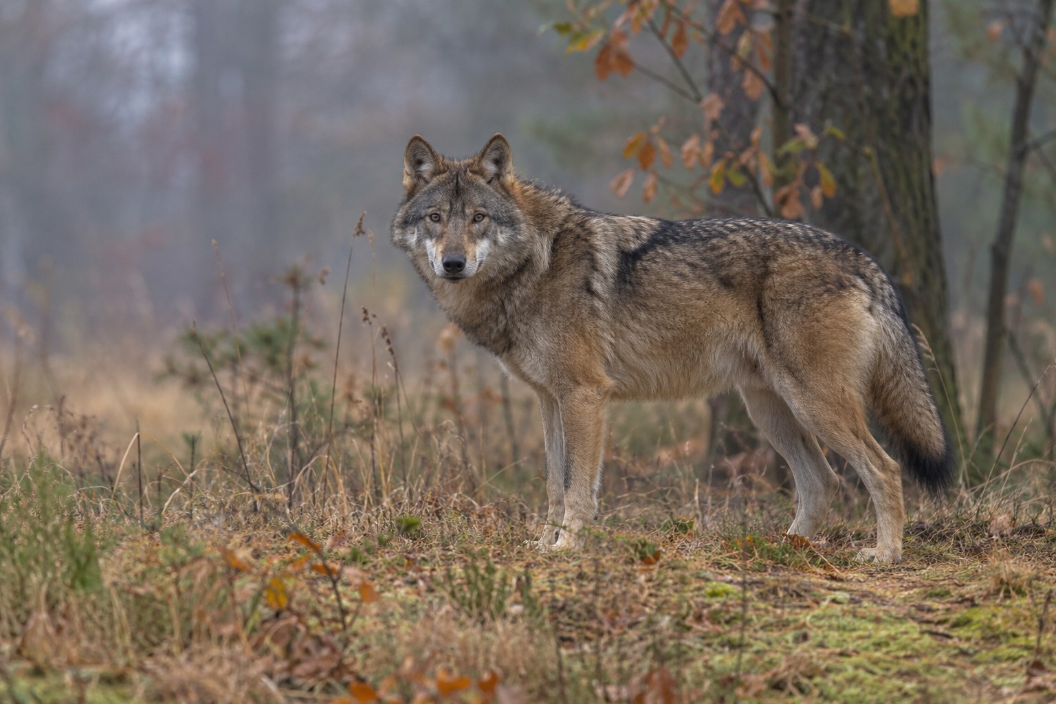 Misty Woodland Wolf Portrait