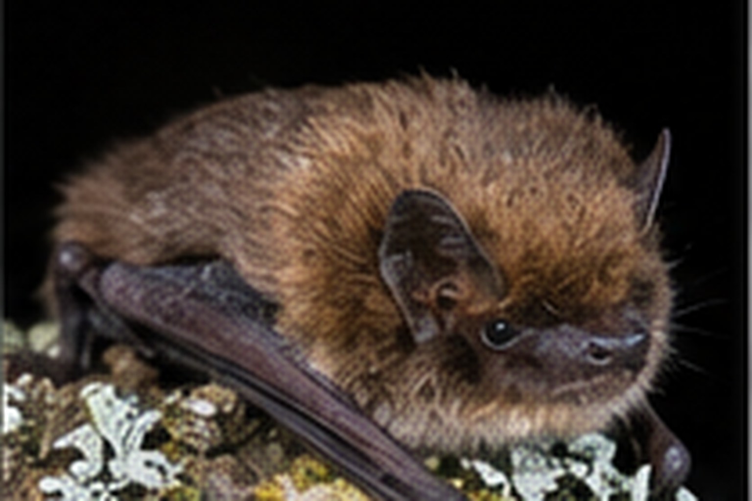 Karlik większy – Pipistrellus nathusii Karlik większy na korze i mchu przy skraju lasu