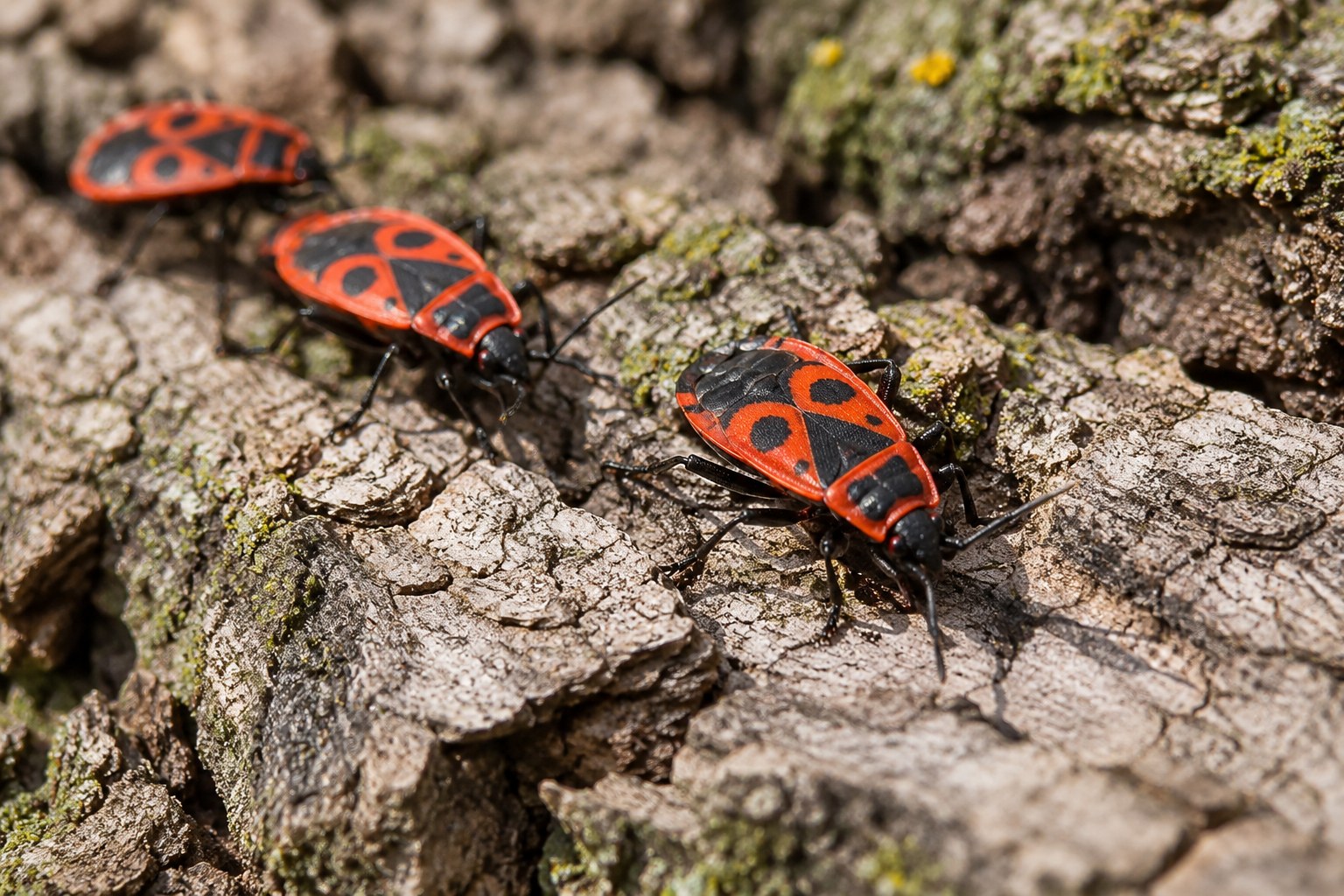 Kowal bezskrzydły – Pyrrhocoris apterus Kowale bezskrzydłe na spękanej korze drzewa