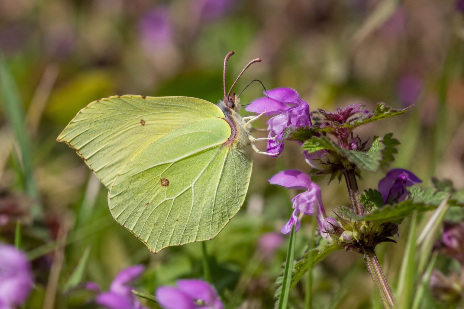 Latolistek cytrynek – Gonepteryx rhamni Latolistek cytrynek z zamkniętymi liściokształtnymi skrzydłami podczas pobierania nektaru
