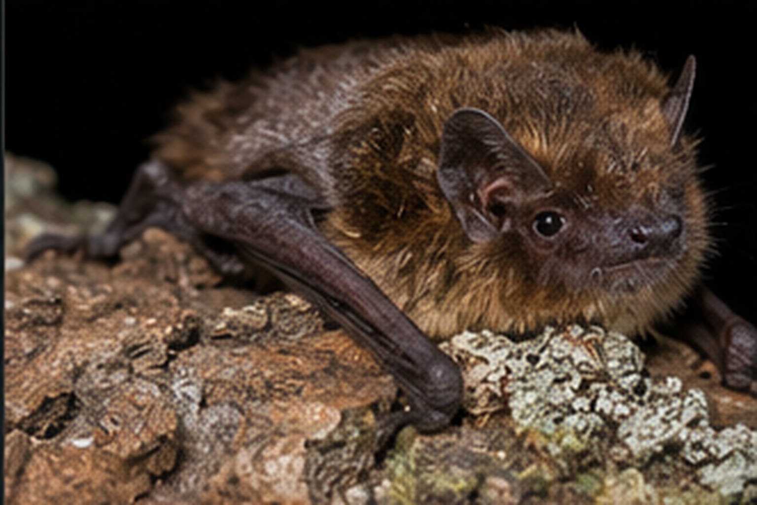 Mroczek późny – Eptesicus serotinus Mroczek późny odpoczywający na korze drzewa w nocnym półmroku