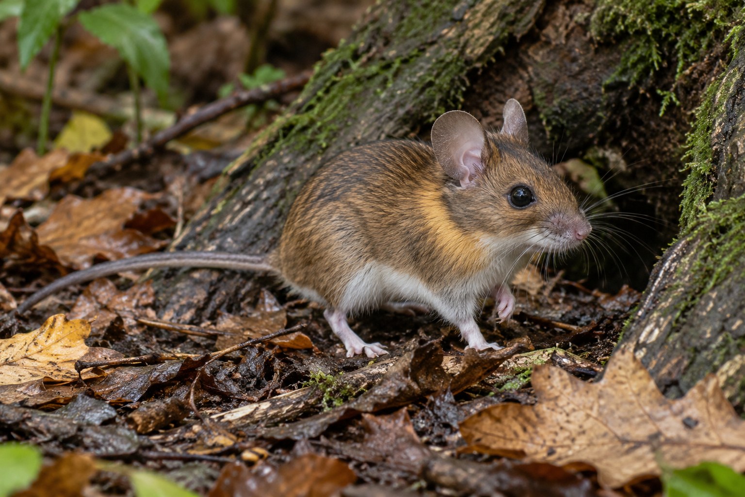 Mysz leśna – Apodemus flavicollis Mysz leśna wśród liści przy korzeniu drzewa, z widocznym żółtawym kołnierzykiem