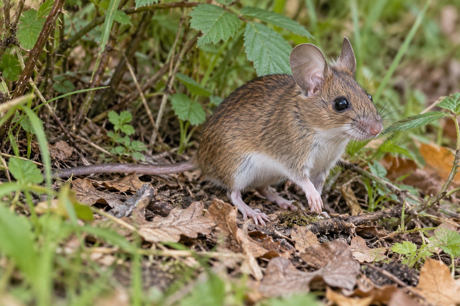 Mysz zaroślowa – Apodemus sylvaticus Mysz zaroślowa na ściółce pod niskimi krzewami i gałązkami