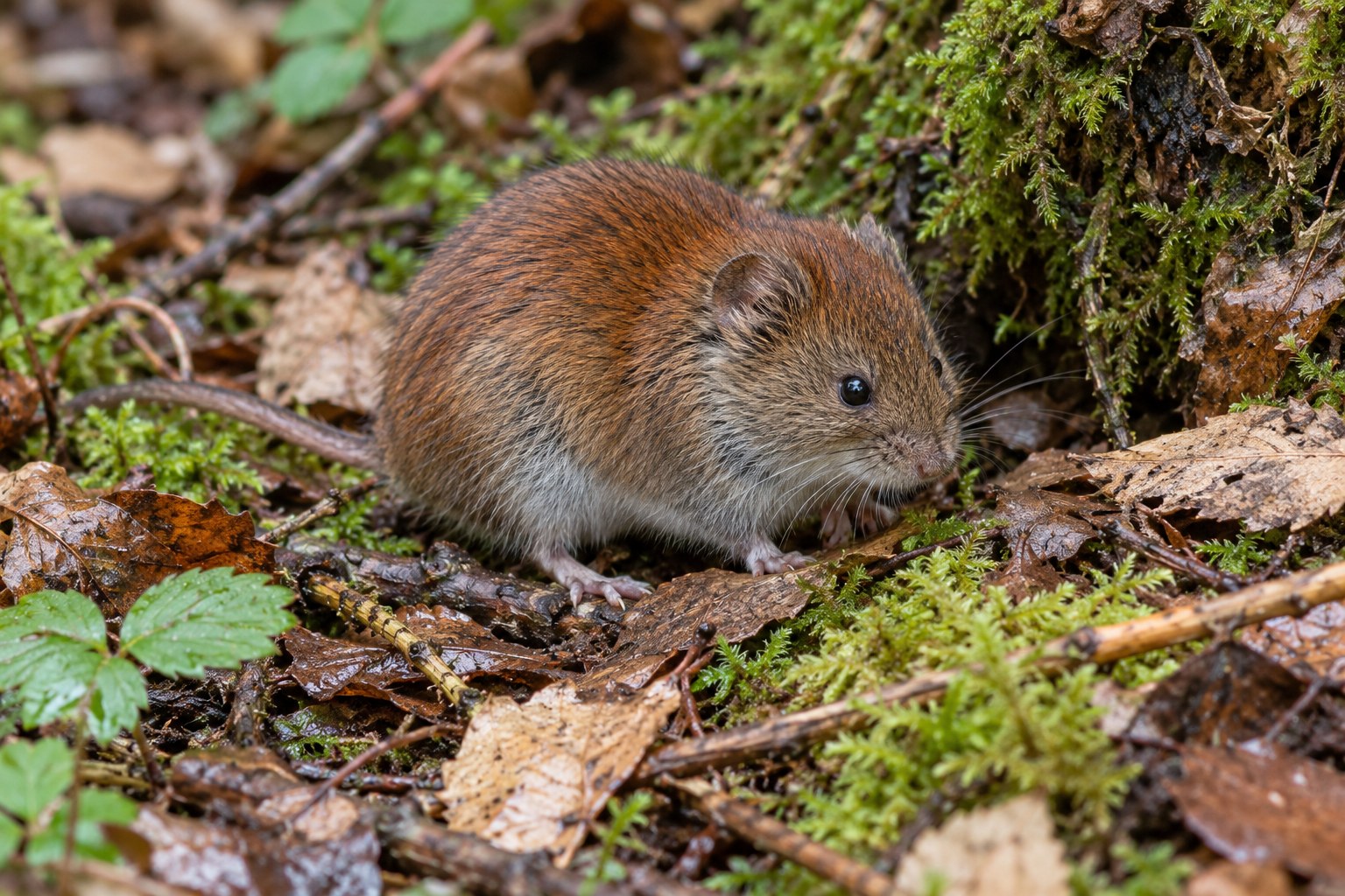 Nornica ruda – Myodes glareolus Nornica ruda wśród wilgotnej ściółki leśnej i mchu