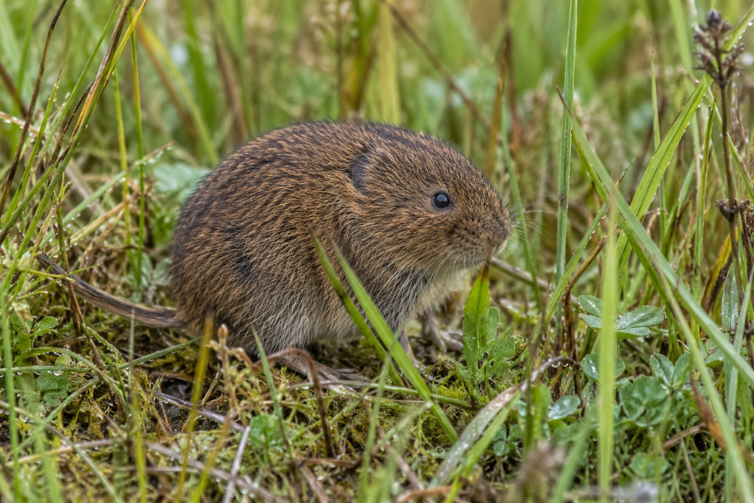 Nornik bury – Microtus agrestis Nornik bury ukryty w wilgotnej wysokiej trawie