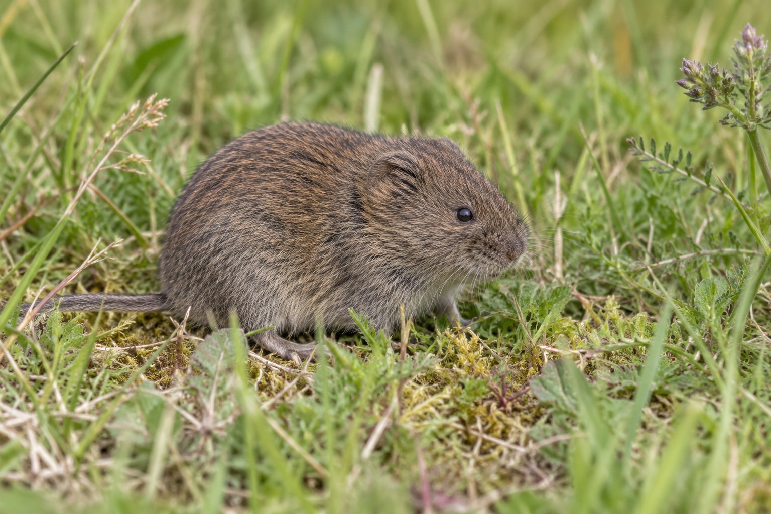 Nornik zwyczajny – Microtus arvalis Nornik zwyczajny na niskiej łące wśród traw i ziół