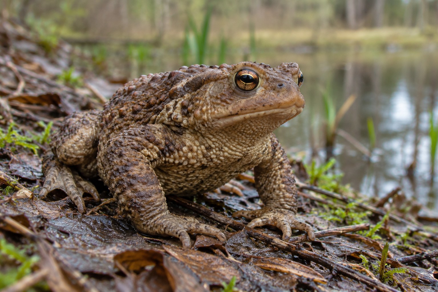 Ropucha szara – Bufo bufo Ropucha szara na wilgotnej ściółce przy brzegu stawu