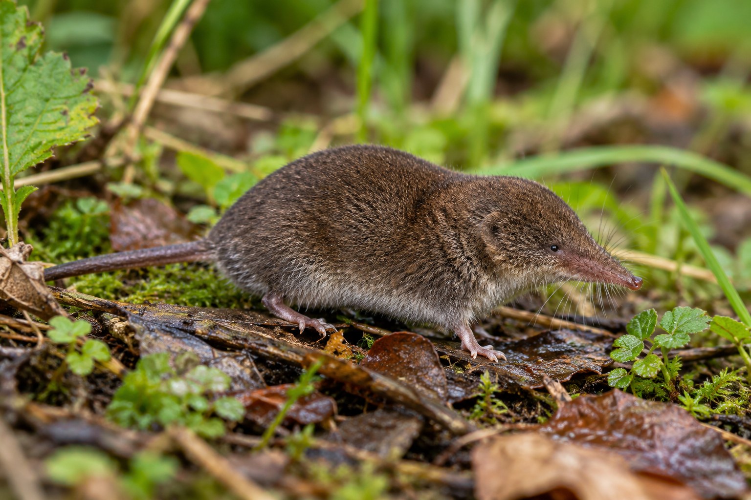 Ryjówka aksamitna – Sorex araneus Ryjówka aksamitna wśród wilgotnej ściółki i zielonej roślinności