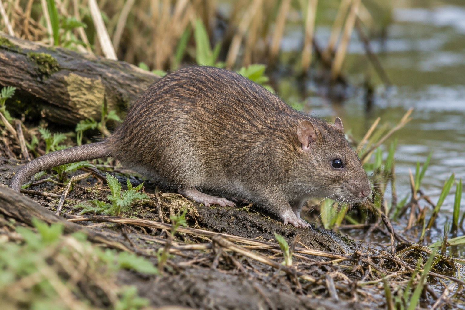 Szczur wędrowny – Rattus norvegicus Szczur wędrowny na błotnistym brzegu w pobliżu wody