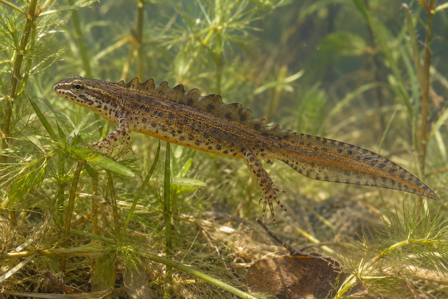 Traszka zwyczajna – Lissotriton vulgaris Samiec traszki zwyczajnej w wodzie wśród roślin podwodnych z widocznym grzebieniem