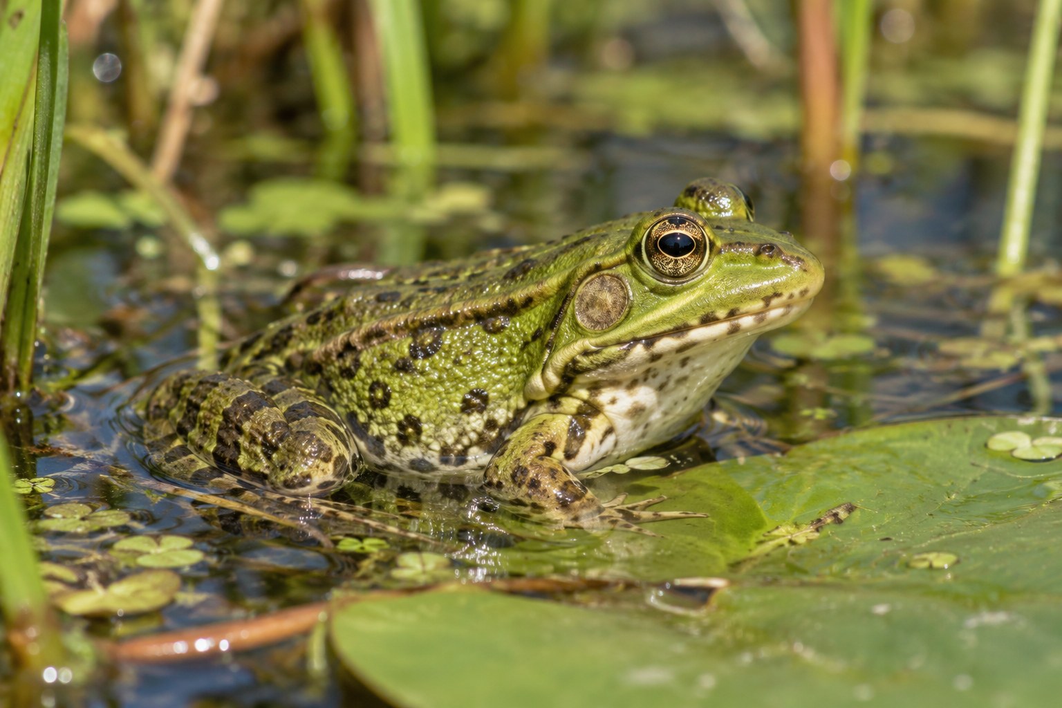 Żaba wodna – Pelophylax esculentus Żaba wodna siedząca w płytkiej wodzie wśród liści grzybieni i roślinności